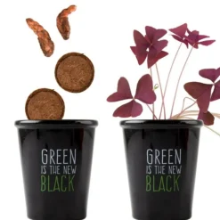 Best RADIS ET CAPUCINE Pot Black Trèfle pourpre à semer 6.5x12 cm