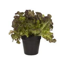 Outlet ELHO Pot 11cm Green Basics 11 cm noir