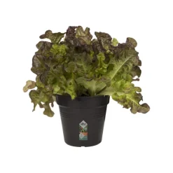 Outlet ELHO Pot 11cm Green Basics 11 cm noir