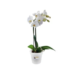 Discount ELHO Pot D13 cm provence orchidées transparent