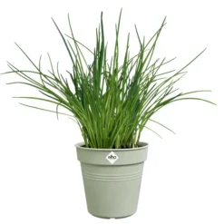 Online ELHO Pot de culture en polypropylène vert pierre Green basics - Ø 15 x H 13,9 cm