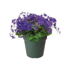 Outlet ELHO Pot de culture Green Basics vert - Ø19 x H17,5