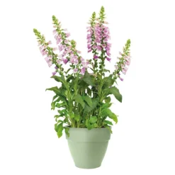 Sale ELHO Pot en polypropylène vert pistache Vibia Campana - Ø 47 x 40,4 cm