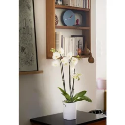 Best EDA Pot Orchidée Aquaduo blanc ivoire 1,3 L