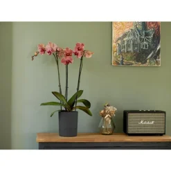 Clearance EDA Pot Orchidée Aquaduo gris anthracite 1,3 L