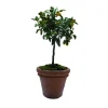 New ANTICOMESTIERE Pot Toscane en terre cuite claire - Ø80 x H64