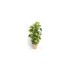 Clearance BOTANIC® Pothos