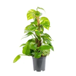 Best Pothos Aureus avec tuteur mousse pot Ø17xH80 cm