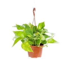 Best Pothos Aureus suspension Ø18xH40 cm