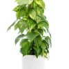 Discount BOTANIC® Pothos doré vert sur tuteur mousse en pot blanc émaillé . Le pot Ø 24 cm