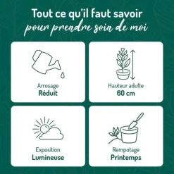 Discount BOTANIC® Pothos doré vert sur tuteur mousse en pot blanc émaillé . Le pot Ø 24 cm