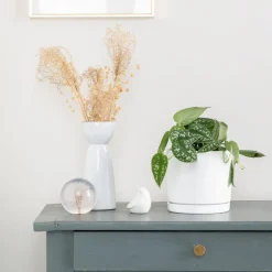 BOTANIC® Pothos pictus vert en pot blanc émaillé . Le pot Ø 15 cm