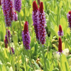 Clearance BOTANIC® Primevère orchidée godet 9x9 cm