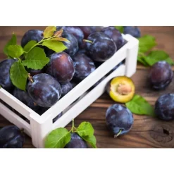 Hot Prune Président bio de France - Prix au kg