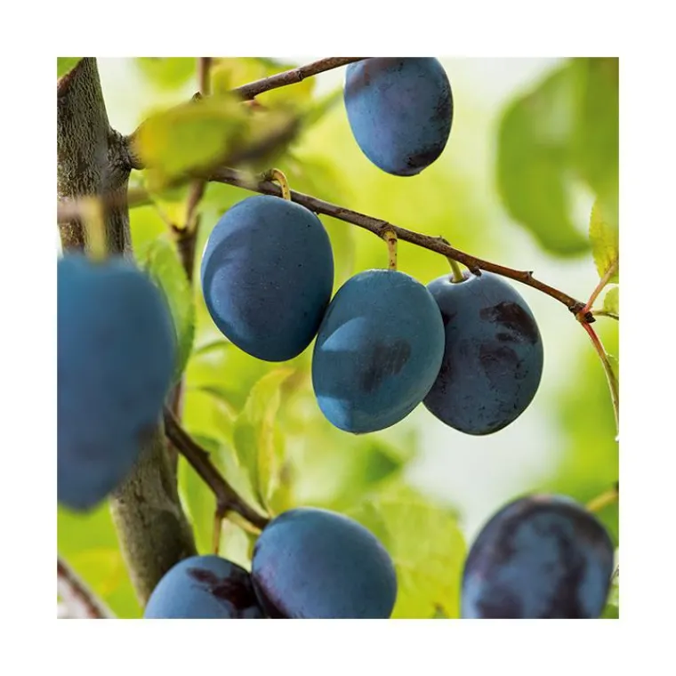 BOTANIC® Prunier Cul De Poulet. Le pot de 15 litres forme 1/2 tige