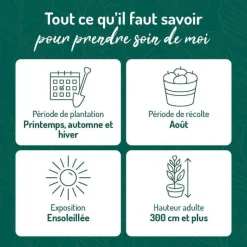 Online BOTANIC® Prunier Mirabelle De Nancy. Le pot de 15 litres forme 1/2 tige