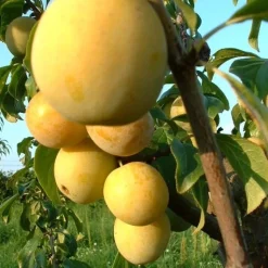 New BOTANIC® Prunier Mirabelle De Nancy Lr. Le pot de 12 litres