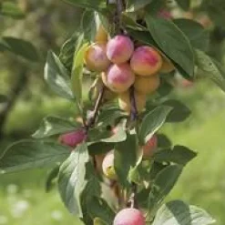 Discount BOTANIC® Prunier Mirabelle De Nancy Bio. En racine nue, forme gobelet