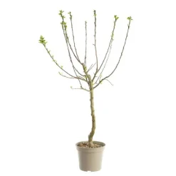 BOTANIC® Prunier Quetsche D'Alsace. Le pot de 12 litres, forme gobelet