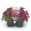 Sale BOTANIC® Pétunia retombant rose - Le pack de 6 plants
