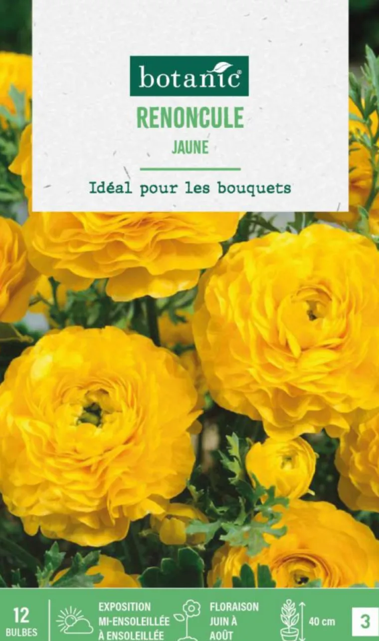 Online BOTANIC® Renoncule coloris jaune - 12 bulbes