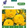 Clearance BOTANIC® Renoncule jaune - 15 bulbes
