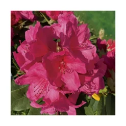 Clearance BOTANIC® Rhododendron anna rose whitney rose en pot de 7,5 L