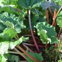 Clearance BOTANIC® Rhubarbe Bio. Le pot de 2,5 litres