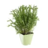 Outlet BOTANIC® Romarin Officinal Bio. Le pot de 2,5 litres