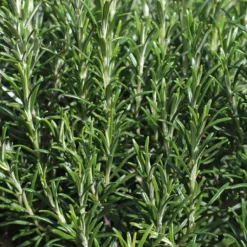 Outlet BOTANIC® Romarin Officinal Bio. Le pot de 2,5 litres