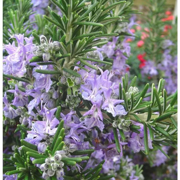 Best BOTANIC® Romarin Officinal Bio. Le pot de 2,5 litres