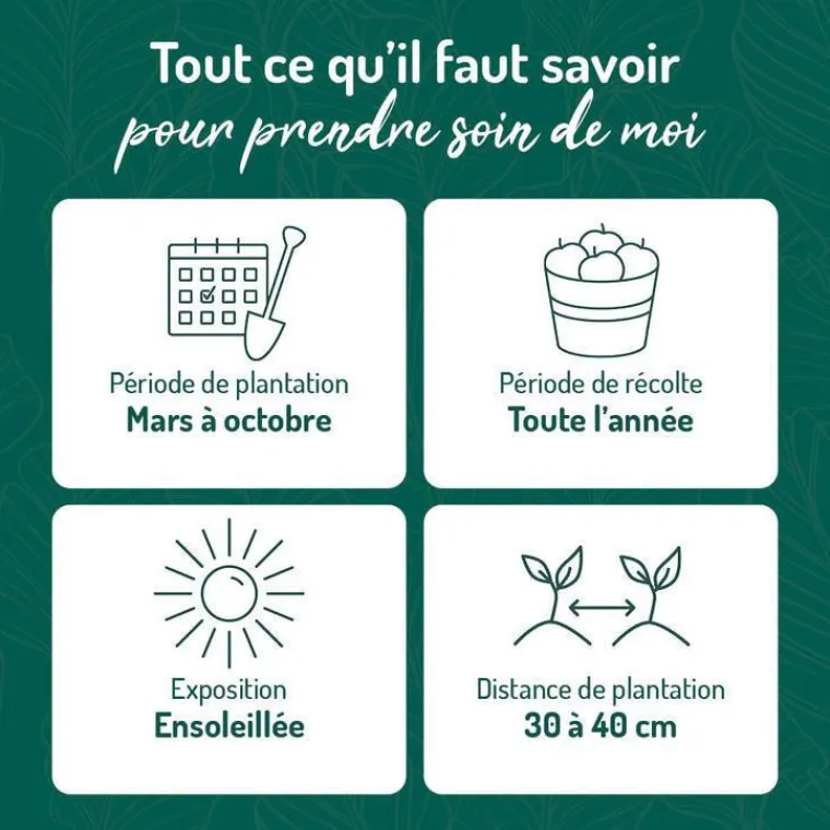 Best BOTANIC® Romarin Officinal Bio. Le pot de 2,5 litres