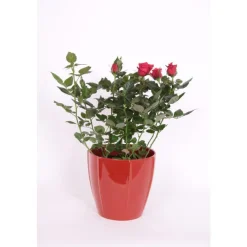 Rosa Palace Variés + Cache-pot