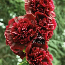 Sale BOTANIC® Rose Trémière rouge - Le pot de 9 x 9 cm