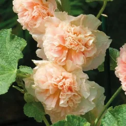 Discount BOTANIC® Rose Trémière Saumon - Le pot de 9 x 9 cm