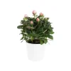 Best Rosier Amorosa Infinity Ø14 X H35 cm
