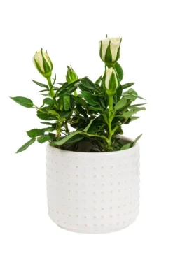 Best Rosier avec cache pot en céramique beige Ø 6 cm
