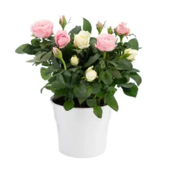 Online Rosier duo bicolore avec cache-pot. Le pot Ø 14 cm