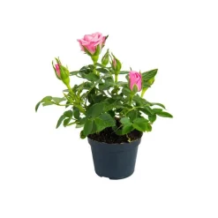 Discount Rosier en pot Ø 6 cm