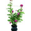 Online Rosier grimpant rose palissé