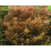 Clearance Rotala rotundifolia