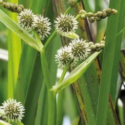 Discount BOTANIC® Rubanier godet 9x9 cm