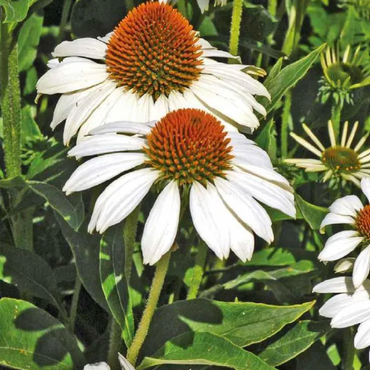 Sale BOTANIC® Rudbéckia blanc - Le pot de 9 x 9 cm