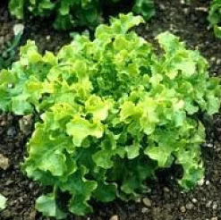 Best BOTANIC® Salade A Couper Feuille De Chene Verte Kisheri Bio. La barquette de 12 plants