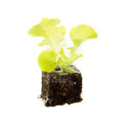 Discount BOTANIC® Salade A Couper Feuille De Chene Verte Kisheri Bio. La motte de 4x4 cm