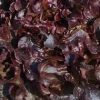 Best BOTANIC® Salade A Couper Feuille De Chene Rouge Alezan Bio. La barquette de 12 plants