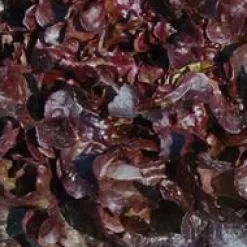 Best BOTANIC® Salade A Couper Feuille De Chene Rouge Alezan Bio. La barquette de 12 plants