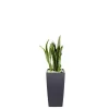 Clearance Sansevieria laurentii et son pot Cubico color Ø 30 gris
