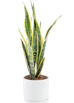 Outlet BOTANIC® Sansevieria Laurentii vert en pot blanc émaillé . Le pot Ø 18 cm