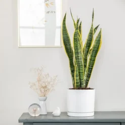 Outlet BOTANIC® Sansevieria Laurentii vert en pot blanc émaillé . Le pot Ø 18 cm